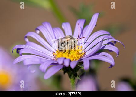 Eine Nahaufnahme der Seite und Rückseite einer männlichen langhornten Biene mit sehr langen Antennen auf einer violetten Asterblume. Stockfoto