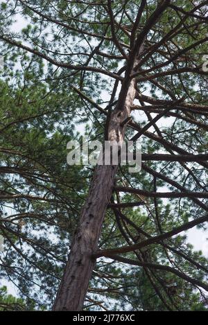Pinus sylvestris Schotten Kiefer Krimkiefer oder Baltische Kiefer. Zweig mit Kegelblüten und Pollen auf dem Hintergrund aus dem Fokus. Stockfoto