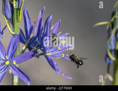 Zwei Freimaurerbohne (Osmia lignaria) bestäuben eine blaue Camas-Wildblume (Camassia Leichtlinii), eine im Flug Stockfoto