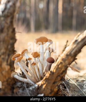 Armillaria mellea oder Honigpilze, die in der Nähe des Waldes wachsen. Stockfoto