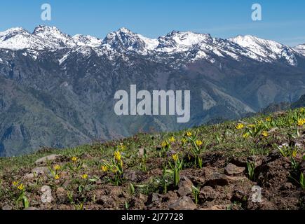 Die Seven Devils Mountains mit einem Feld von Gletscherlilien im Vordergrund, Hells Canyon National Recreation Area an der Grenze zu Oregon Idaho Stockfoto