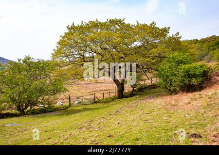 Blick auf das Cwm Pennant Valley, Snowdonia, Nordwales Stockfoto