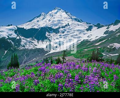 Mt. Baker. In Mt. Baker Wilderness, Washington Stockfoto