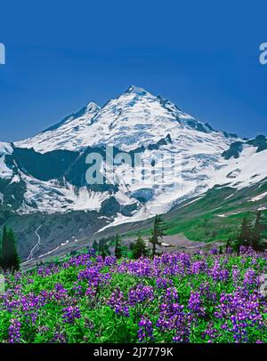 Mt. Baker. In Mt. Baker Wilderness, Washington Stockfoto