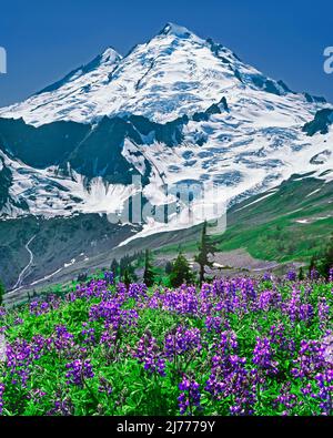 Mt. Baker. In Mt. Baker Wilderness, Washington Stockfoto