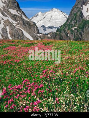 Mt Baker vom North Cascade National Park, North Cascade Mountains, Washington Stockfoto