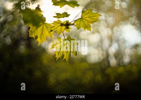 Grünes Ahornblatt im Sonnenlicht, Vintage-Linse Bokeh Stockfoto