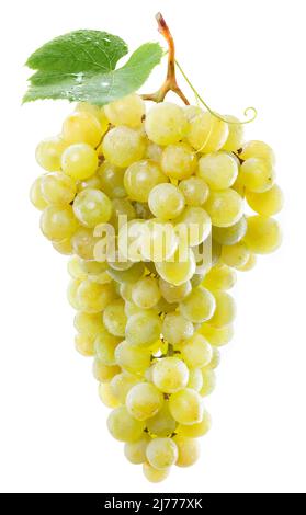 Ein Strauß gelber Trauben in Wassertropfen mit einem Traubenblatt, das auf weißem Hintergrund isoliert ist. Stockfoto
