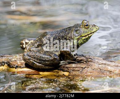 American Bullfrog erwachsener Rüde, der über dem Wasser sitzt. Foothills Park, Santa Clara County, Kalifornien, USA. Stockfoto