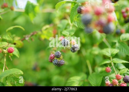 Bio saftige frische Brombeeren auf einem Ast und verschwommene grüne Blätter. Bush mit reifenden Brombeerbeeren. Viele leckere schwarze Beere und unreife re Stockfoto