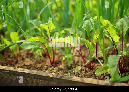 Junge frische Rübenblätter. Rote Beete und Knoblauch wachsen in einer Reihe im Garten. Stockfoto