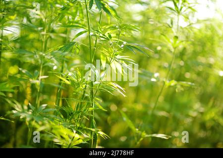 Medizinische Cannabispflanzen, die an sonnigen Sommertagen auf einer Cannabisfarm im Freien angebaut werden. Junges Blatt Marihuanapflanze Detail bei Sonnenuntergang. Stockfoto