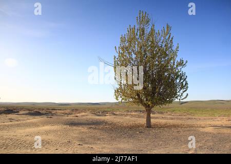 Ein grüner Baum, der allein auf der rechten Seite in der sandigen Steppe vor dem Hintergrund entfernter Hügel steht und an einem sonnigen Sommertag einen klaren Himmel hat Stockfoto