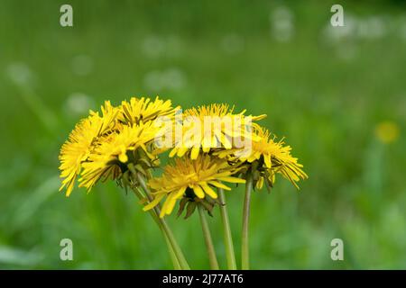Bouquet mit gelben Nelkenglüten und weichem, verschwommenem grünen Hintergrund an einem Frühlingstag in der Natur. Nahaufnahme, selektiver Fokus und Kopierbereich Stockfoto