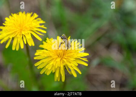 Honigbiene sammelt an einem sonnigen Frühlingstag auf der Wiese Pollen auf einer gelben Dandelionenblume. Nahaufnahme, selektiver Fokus und Kopierbereich Stockfoto