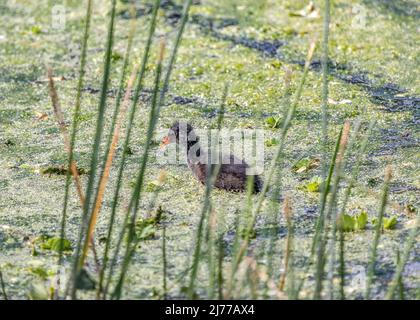 Gewöhnliches Gallinule-Küken, das im Sumpf schwimmt Stockfoto