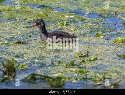 Gewöhnliches Gallinule-Küken, das im Sumpf schwimmt Stockfoto