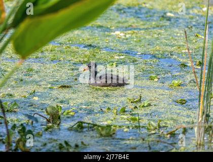 Gewöhnliches Gallinule-Küken, das im Sumpf schwimmt Stockfoto