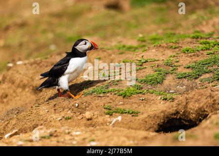 Süßer, farbenfroher Papageitaucher (Fratercula Arctica), der während der Brutsaison neben seinem Bau steht (Skomer, Wales, UK) Stockfoto