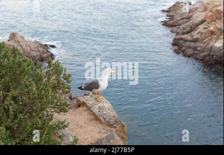 Möwe für Erwachsene, die ganz in der Nähe einer Klippe im Mittelmeer ruht. Stockfoto