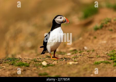 Niedlicher, farbenfroher Papageitaucher (Fratercula Arctica), der über das Nistgebiet der Klippe in Richtung seiner Höhlen geht (Skomer, Wales, UK) Stockfoto