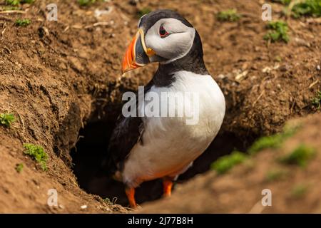 Süßer, farbenfroher Papageitaucher (Fratercula Arctica), der während der Brutsaison neben seinem Bau steht (Skomer, Wales, UK) Stockfoto