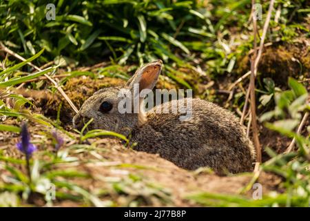 Wildschweine, die in einem Grasgebiet auf Skomer Island, Wales, Großbritannien, fressen Stockfoto