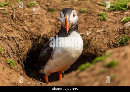 Süßer, farbenfroher Papageitaucher (Fratercula Arctica), der während der Brutsaison neben seinem Bau steht (Skomer, Wales, UK) Stockfoto