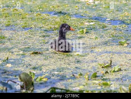 Gewöhnliches Gallinule-Küken, das im Sumpf schwimmt Stockfoto