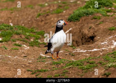 Süßer, farbenfroher Papageitaucher (Fratercula Arctica), der während der Brutsaison neben seinem Bau steht (Skomer, Wales, UK) Stockfoto