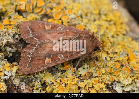 Nahaufnahme eines frisch aufgetauchten helllinigen Braunaugenmotten, Lacanobia oleracea, der auf einem Flechtenstück aus Holz sitzt Stockfoto