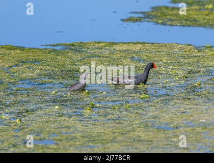 Eine gemeinsame Gallinule mit Küken im Sumpfgebiet im Sweetwater Wetlands Park Stockfoto