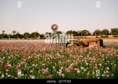 Traktor in bunten Blumenfeldern Stockfoto