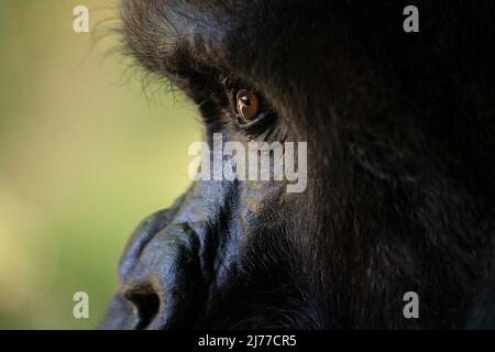 Eine extreme Nahaufnahme eines Silverback Gorilla Stockfoto