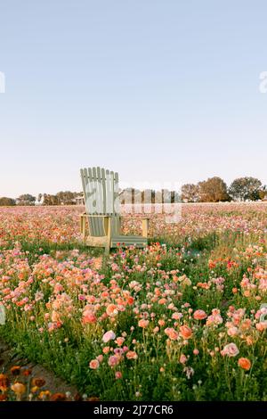 Großer Stuhl in der Mitte des Blumenfeldes Stockfoto