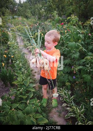 Der Junge im Vorschulalter hält einen Haufen frisch gepflückter Zwiebeln in einem Garten Stockfoto