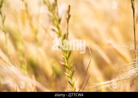 goldenes Feld von Wildgräsern, die wie Weizen aussehen. Spanien Stockfoto