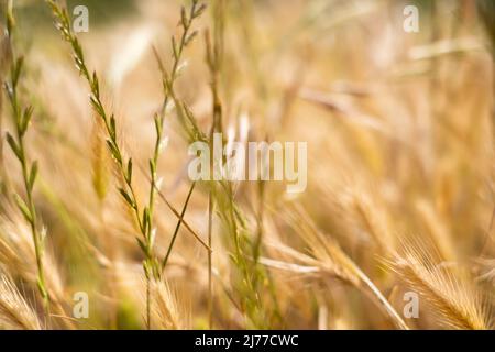 goldenes Feld wilder Gräser, die wie Weizen aussehen.Teneriffa.Spanien Stockfoto