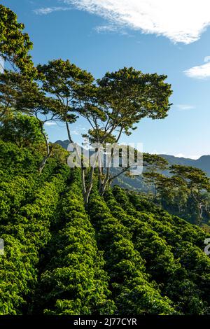 Bio-Kaffeefarm in den Bergen von Panama, Chiriqui Hochland Stockfoto