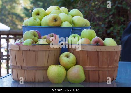 Körbe und Wanne voll mit frisch gepflückten Reifen grünen Erbäpfeln aus einem Garten im Spätsommer. Stockfoto