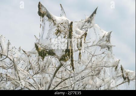 Massenhafte Entstehung von Hermelin-Motten-Raupen (Yponomeutidae) und ihren Nistnetzen, die in den Zweigen eines Busches hängen, Kopierraum, ausgewählter Fokus, na Stockfoto