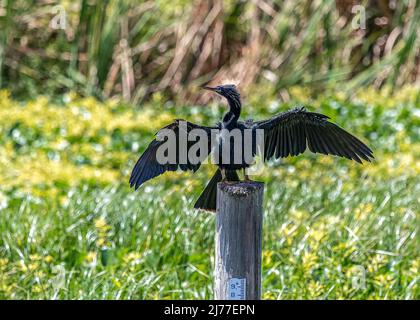 Männliche Erwachsene Anhingas sind schwarze Wasservögel, die oft gesehen werden, wie sie ihre Flügel entlang Sümpfen, Flüssen, Teichen und jeder anderen Süßwasserquelle trocknen Stockfoto