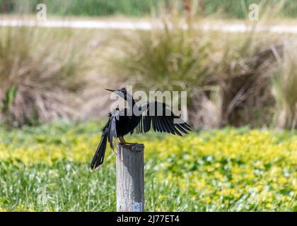 Männliche Erwachsene Anhingas sind schwarze Wasservögel, die oft gesehen werden, wie sie ihre Flügel entlang Sümpfen, Flüssen, Teichen und jeder anderen Süßwasserquelle trocknen Stockfoto