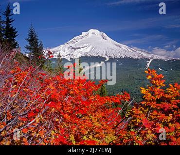 Mt. Hood und Rebe Ahorn, Oregon Stockfoto