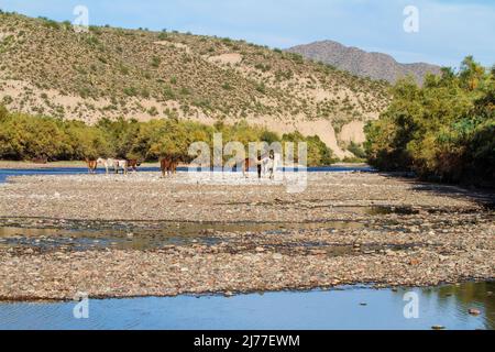 Eine kleine Gruppe von Wildpferden, oder Mustangs, ruhen in der Sonne entlang des unteren Salt River in Tonto National Forest in der Nähe von Phoenix, Arizona, USA. Stockfoto