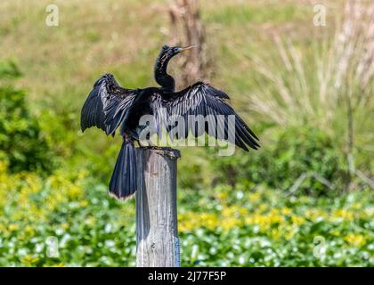 Männliche Erwachsene Anhingas sind schwarze Wasservögel, die oft gesehen werden, wie sie ihre Flügel entlang Sümpfen, Flüssen, Teichen und jeder anderen Süßwasserquelle trocknen Stockfoto