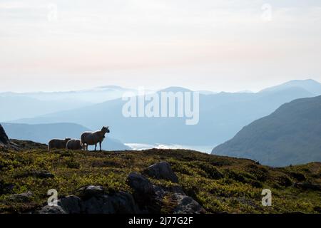 Panoramen vom Mount Hoven mit Schafen in Sicht, Loen, Norwegen Stockfoto