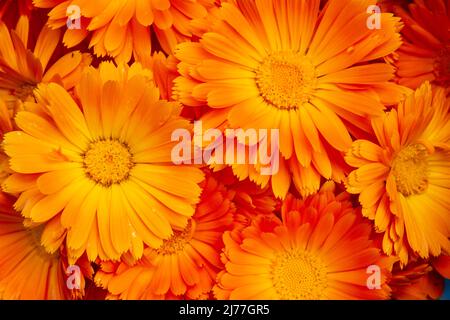 Clsoeup über Kopf Schuss von leuchtend orange Calendula officinalis Blütenköpfe, frisch gepflückt und bereit zum Trocknen. Stockfoto