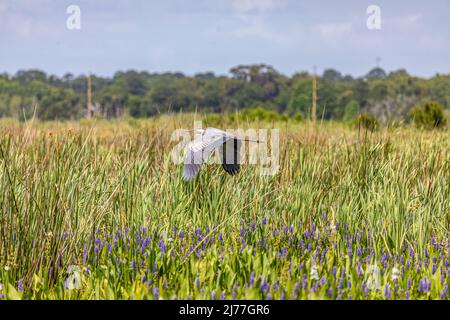 Großer blauer Reiher, der tief über den hohen Pflanzen im Sumpfgebiet um den Sweetwater Wetlands Park fliegt Stockfoto