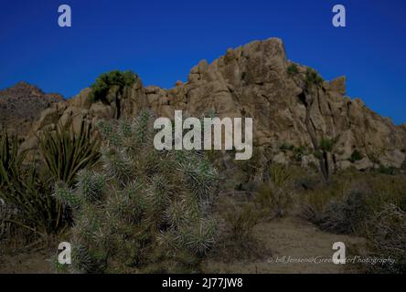 Chollo Cactus Mojave Wüste Stockfoto